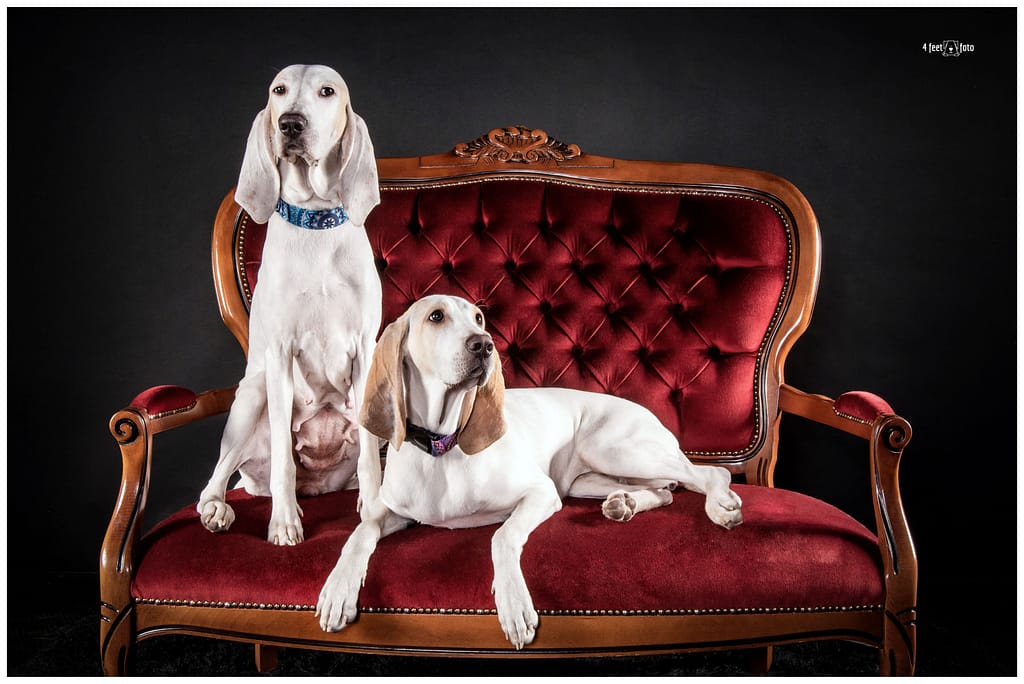 PORCELAINE DSC 3711 Wt