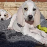 Szczenięta GarbKsiezejGory 2 Scaled