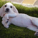 Szczenięta GarbKsiezejGory 3 Scaled