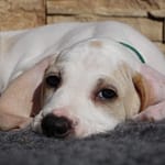 Szczenięta GarbKsiezejGory Scaled