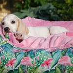 Szczenięta HodowlaZgarbuKsiezejGory Scaled