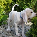 Szczenięta ZgarbuKsiezejGory 4 Scaled