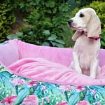 Szczenięta ZgarbuKsiezejGory 6 Scaled