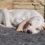 Szczenięta ZGarbuKsiezejGory 2 Scaled