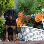 Szczenięta szczeniaki Gończy Polski