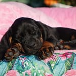 Szczenięta ZGarbuKsiezejGory 4 1 Scaled