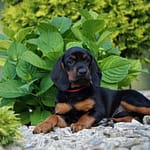 Szczenięta ZGarbuKsiezejGory 7 Scaled