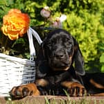 Szczenięta ZGarbuKsiezejGory 8 Scaled