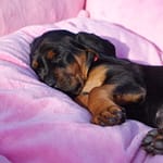 Szczenięta ZGarbuKsiezejGory Scaled