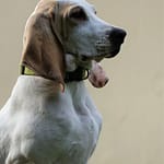 Szczenięta Cezar z Garbu Księżej Góry