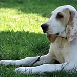 Szczenięta Cezar Z Garbu Ksiezej Gory Scaled