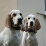 Szczenięta Cezar i Cekin z Garbu Księżej Góry