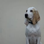 Szczenięta DSC00878 Scaled