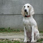 Szczenięta Ceres z Garbu Księżej Góry