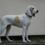 Szczenięta Cekin z Garbu Księżej Góry