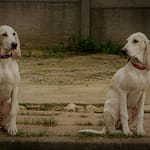 Szczenięta Collett i Ceres z Garbu Księżej Góry