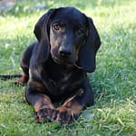 Szczenięta Smuga z Garbu Księżej Góry