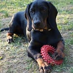 Szczenięta Smuga z Garbu Księżej Góry