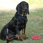 Szczenięta Smuga z Garbu Księżej Góry