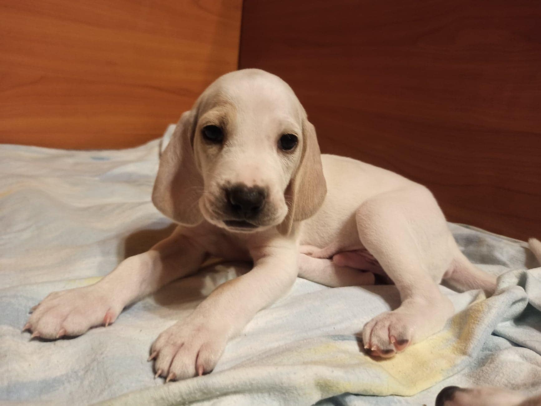 Mastering the First Impression: Your intriguing post title goes here 284624533 992941598081724 8991875729461483628 N