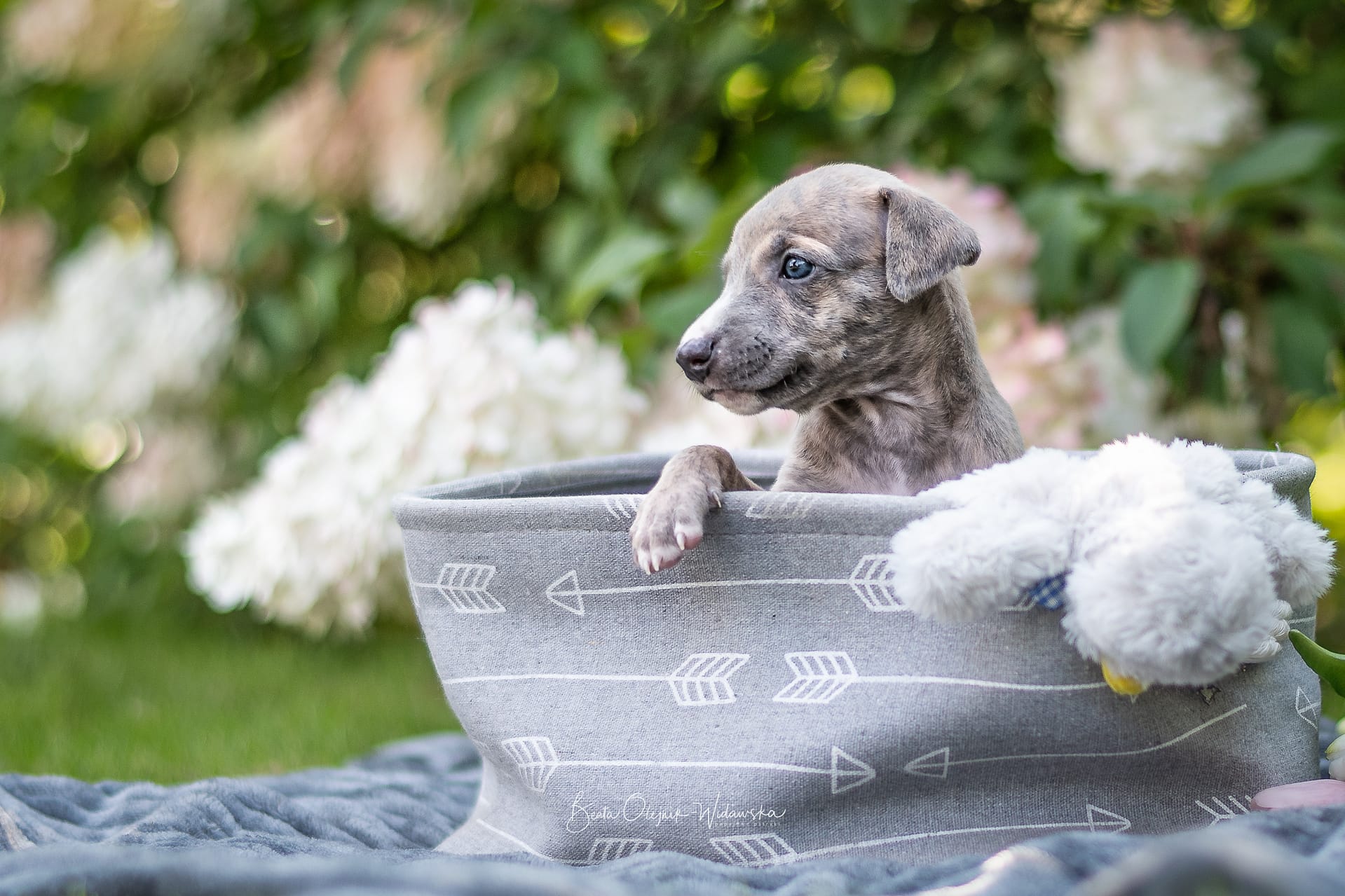 GOŃCZY POLSKI 20230819 DSC 8139 Edytuj