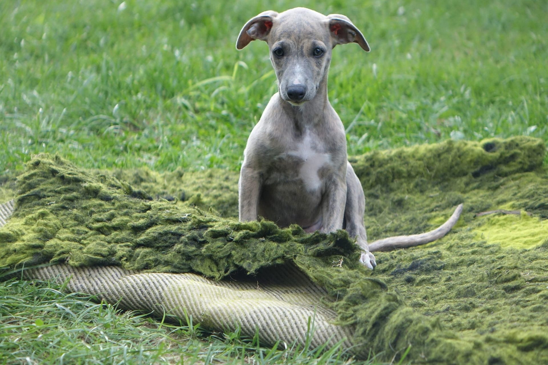 GOŃCZY POLSKI 377906247 1866019450460706 3092280039670510765 N Scaled