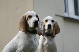 portfolio-03 Cezar i Cekin z Garbu Księżej Góry