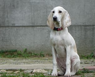 portfolio-04 Ceres z Garbu Księżej Góry